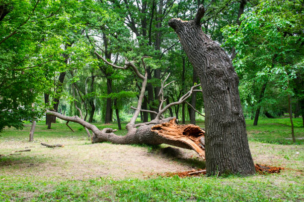 Best Seasonal Cleanup  in Garfield, NJ