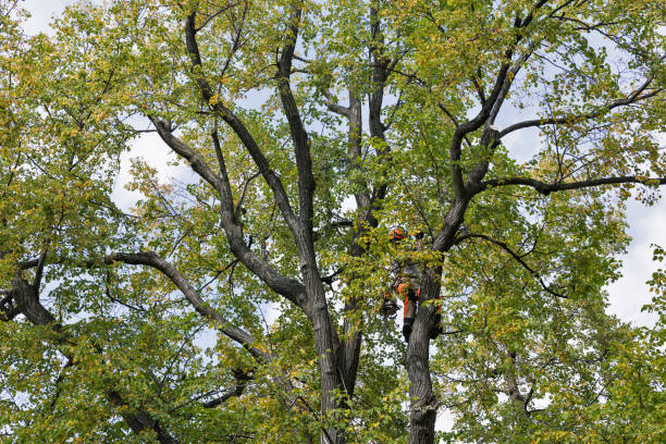 How Our Tree Care Process Works  in  Garfield, NJ